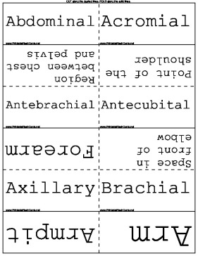 Anatomical Terms template