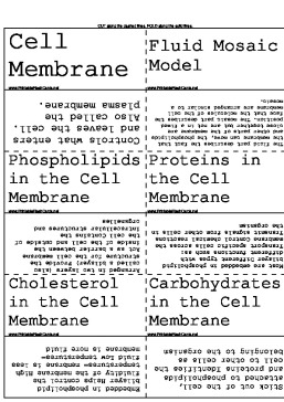 Cell Membrane Transport template