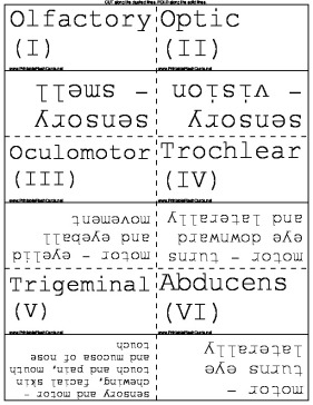 Cranial Nerves template