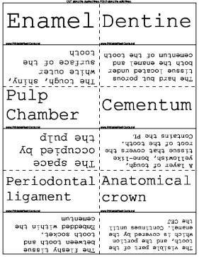 Dental Anatomy template