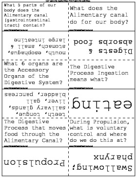 Digestive System template