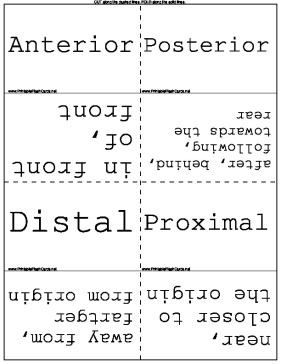 Directional Terminology template