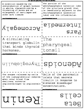 Endocrine System template