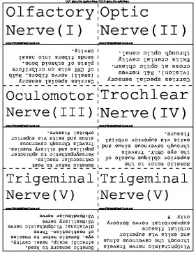Facial Nerves template