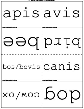 Latin Animal Roots template