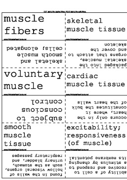 Muscles template