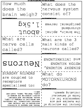 Neuroscience template