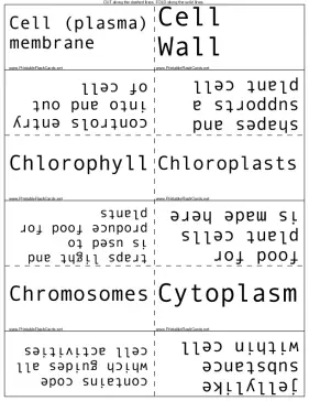 Parts of the Cell template