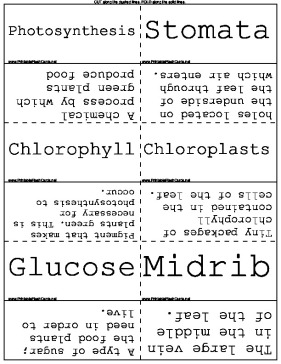 Plant Biology template