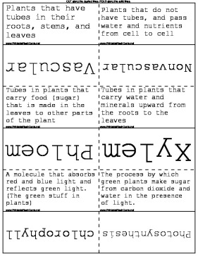 Plant Vocabulary template