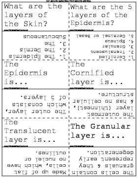 Skin Structure template