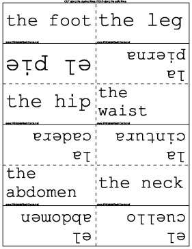 Spanish/English Body Terms template