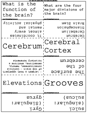 Structures of The Brain template