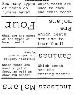 Types of Teeth template